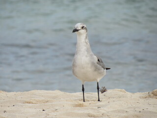 PUERTO MORELOS, MEXICO