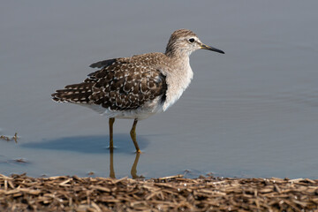Chevalier sylvain,.Tringa glareola, Wood Sandpiper