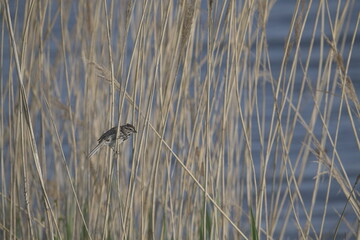 Small bird in rushes in McGee marsh, Ohio, USA