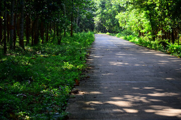 Fototapeta na wymiar Quiet road in the forest