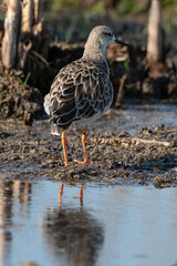 Combattant varié, Chevalier combattant,.Calidris pugnax, Ruff