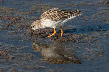 Combattant varié, Chevalier combattant,.Calidris pugnax, Ruff