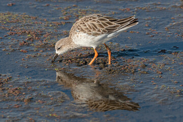 Combattant varié, Chevalier combattant,.Calidris pugnax, Ruff