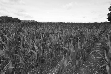 wheat field in the morning