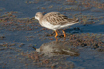 Combattant varié, Chevalier combattant,.Calidris pugnax, Ruff