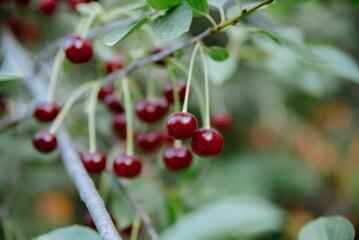 A branch of cherry with ripe berries in sunny weather. Selective focus