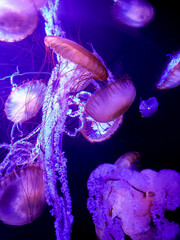 jellyfish in aquarium