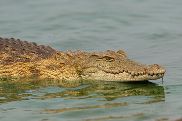 Naklejka premium Crocodile du Nil , Crocodylus niloticus, Afrique du Sud