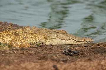 Crocodile du Nil , Crocodylus niloticus, Afrique du Sud