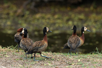 Dendrocygne veuf,.Dendrocygna viduata, White faced Whistling Duck