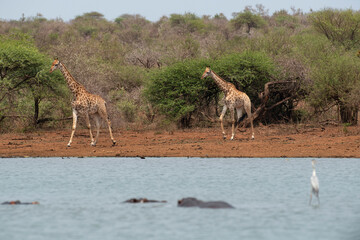 Fototapeta na wymiar Girafe, Giraffa Camelopardalis, Parc national Kruger, Afrique du Sud