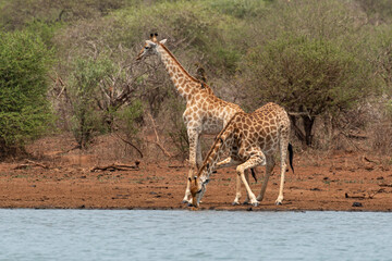 Girafe, Giraffa Camelopardalis, Parc national Kruger, Afrique du Sud