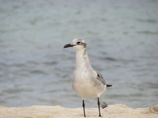 PUERTO MORELOS, MEXICO