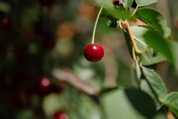 A branch of cherry with ripe berries in sunny weather. Selective focus