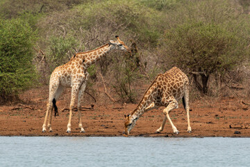 Girafe, Giraffa Camelopardalis, Parc national Kruger, Afrique du Sud