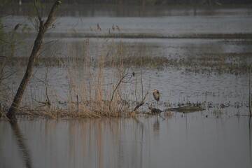 Heron fishing in McGee marsh, Ohio, USA