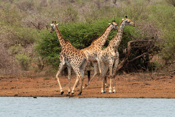 Girafe, Giraffa Camelopardalis, Parc national Kruger, Afrique du Sud