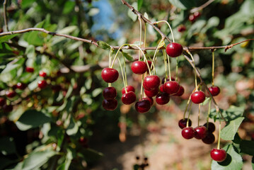 A branch of cherry with ripe berries in sunny weather. Selective focus
