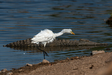 Grande Aigrette,. Ardea alba, Great Egret