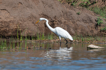 Grande Aigrette,. Ardea alba, Great Egret