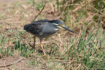 Héron strié,.Butorides striata, Striated Heron