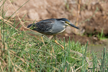 Héron strié,.Butorides striata, Striated Heron