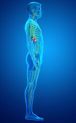 3d rendered medically accurate illustration of a male lymphatic system