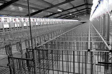 Modern breeding pig farm, a hall for insemination (fertilization), artificial