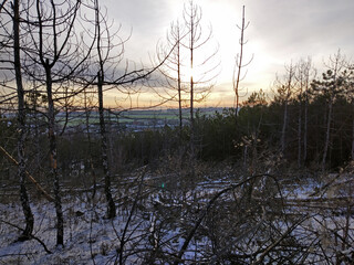 Forest burned during a fire in the foreground and the surviving forest in the background. Wintertime evening.