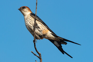 Hirondelle striée,.Cecropis abyssinica, Lesser Striped Swallow