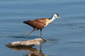 Jacana à poitrine dorée,.Actophilornis africanus, African Jacana, Parc national Kruger, Afrique...