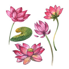 Lotus watercolor. Hand drawn beautiful illustration