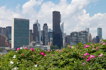 Bush with Pink Flowers at Hunters Point South Park in Long Island City Queens with a view of the Manhattan Skyline along the East River in New York City