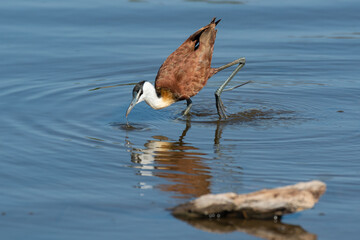 Jacana à poitrine dorée,.Actophilornis africanus, African Jacana, Parc national Kruger, Afrique du Sud
