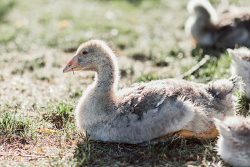 little swans. bask in the sun. geese and ducks in nature