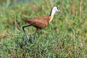 Jacana à poitrine dorée,.Actophilornis africanus, African Jacana, Parc national Kruger, Afrique du Sud