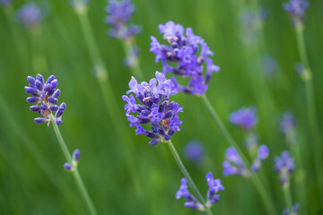 Close-up of purple blooming lavender