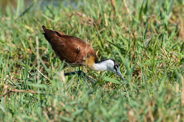 Jacana à poitrine dorée,.Actophilornis africanus, African Jacana, Parc national Kruger, Afrique du Sud