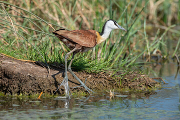 Obraz na płótnie Canvas Jacana à poitrine dorée,.Actophilornis africanus, African Jacana, Parc national Kruger, Afrique du Sud