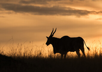 Eland antelope in the golden hours of evening, Masai Mara