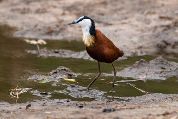 Jacana à poitrine dorée,.Actophilornis africanus, African Jacana, Parc national Kruger, Afrique du Sud