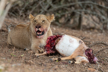 lion, femelle, lionne, Panthera leo, Afrique
