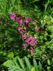 Beautiful landscape. Blooming heather in the forest.