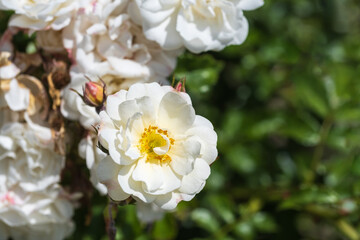 Fototapeta na wymiar A white rose against a green background