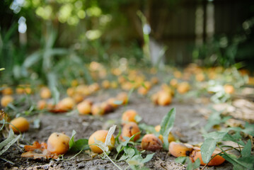 fallen yellow plum lies on the ground