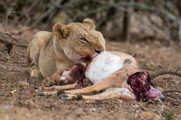 lion, femelle, lionne, Panthera leo, Afrique