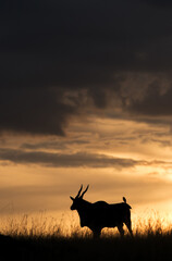 Eland antelope at dusk, Masai Mara