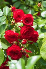 Red blooming rose against a green background