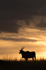 Eland antelope during sunset at Masai Mara, Kenya