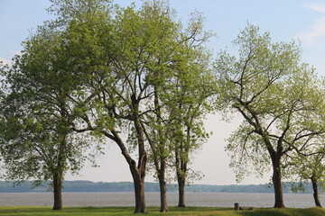 Fototapeta na wymiar Trees all in line overlooking the river.